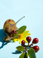 Happy garden snail with a yellow flower and some red little fruits on aqua background