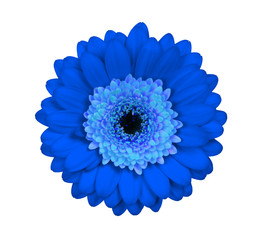 Gerbera flower isolated on white, blue