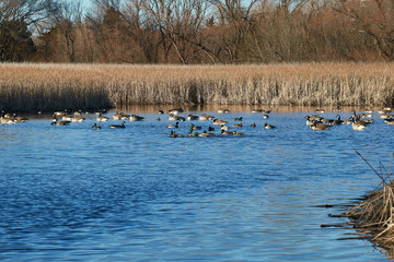 Canadian Geese swimming in a pond with Cattails as a background. Winter in Texas