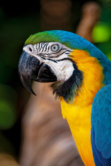 Blue and Gold Macaw Ara ararauna a large South American parrot