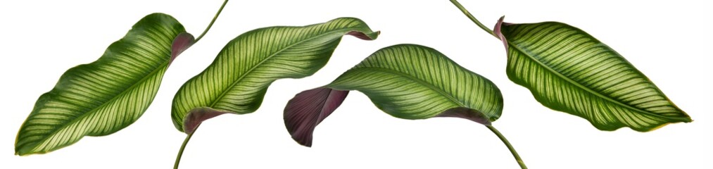 Calathea ornata leaves(Pin-stripe Calathea),Tropical foliage isolated on white background,with clipping path.