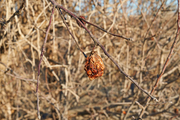 Dry apple, quince rotten fruit on the tree in orchard in North texas