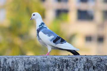 pigeon on the wall