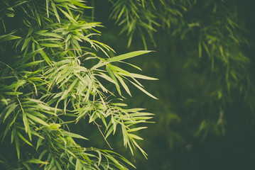 Bamboo leaves background in vintage tone.