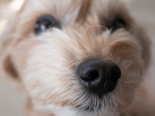 マルプー　かわいい小型犬　鼻