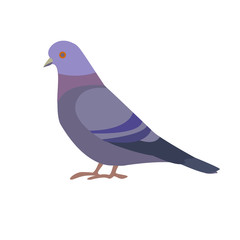 Dove. Vector illustration in flat style. Isolated on a white background.