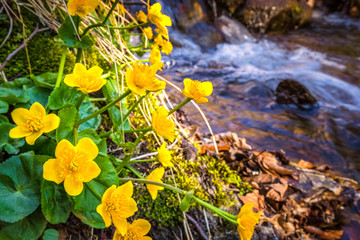 Marsh-marigold or kingcup (Caltha palustris latin name), perennial herbaceous plant. Group of yellow flowers growing by the stream.