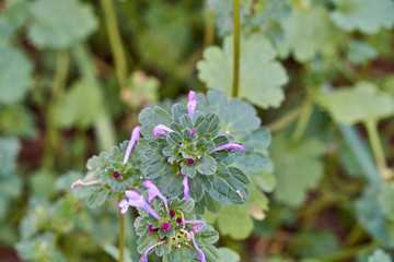 Close-up Macro of Purple Flowers on Henbit (Lamium amplexicaule) Plant in Texas.