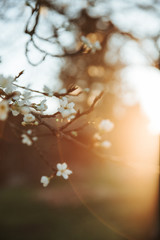 Blüten in der Abendsonne