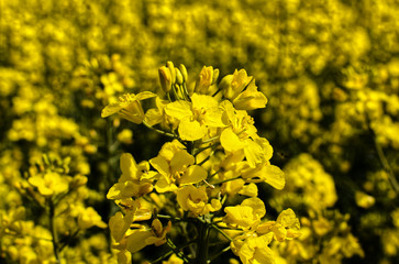 Rape Blossom Season, Yellow Beauty