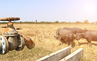 Sad buffalo on cracked earth open metal water old faucet on hot and dry empty land. Affected of global warming made climate change. Water shortage and drought concept.