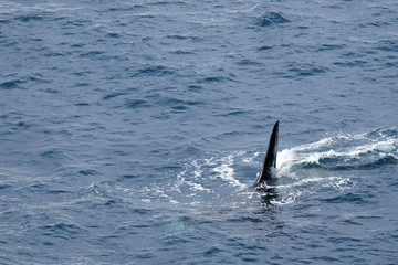 Obraz premium Sharp Orca Whale Fin in the Wild