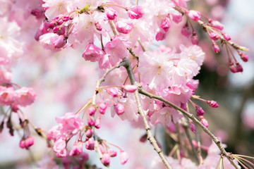 鮮やかな桃色の枝垂桜