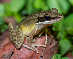 Slender Torrent Forg (Meristogenys jerboa)