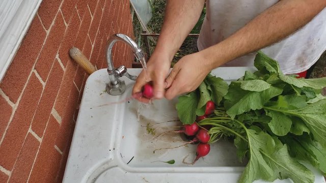 Home gardening - Man brings into wash table bunch of freshly harvested own grown radishes from back yard garden and begins to clean.