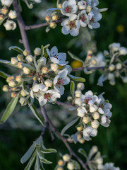 Bright white an apple-tree flower illuminated by a bright ray of the spring sun and blue sky on a back background