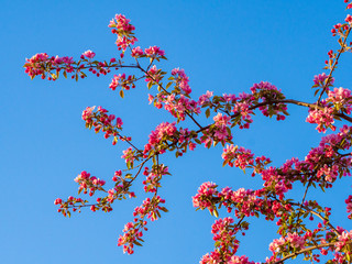 Branches of apple blossoming, pink flowers. Apple blossom panorama wallpaper background. Spring flowering garden fruit tree