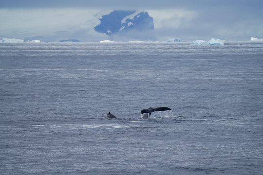 Whales with Iceberg in Background