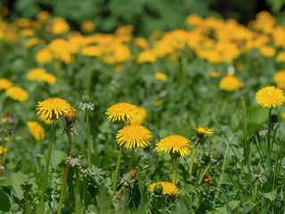 Yellow dandelion flowers with leaves in green grass, spring photo