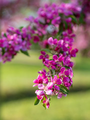 Branches of apple blossoming, pink flowers. Apple blossom panorama wallpaper background. Spring flowering garden fruit tree