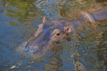 Hippopotamus (Hippopotamus amphibios) in water close-up