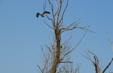 White-tailed eagle.Volga Delta. Astrakhan region.Wildlife Russia.