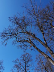 Tree branches against the blue sky - Lilleaker 