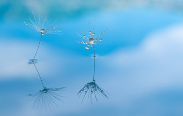 Drops of water on a dandelion flower seed close up macro on a blue background.