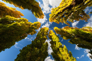 Landscape of looking up at the tops of poplar trees in autumn with blue sky and clouds