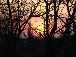 sunset in a forest