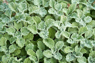 Close-up Macro of Horehound plant growing in Texas. Green background pattern