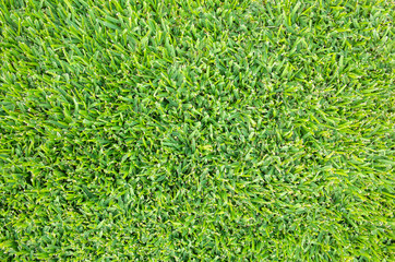 View of buffalo grass/lawn from above. Background texture of freshly cut and healthy green grass.