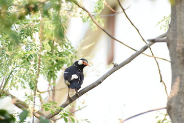 red billed hornbill
