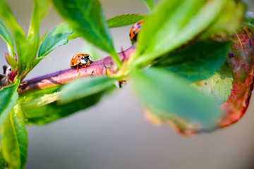 Ladybug insect on natural condition