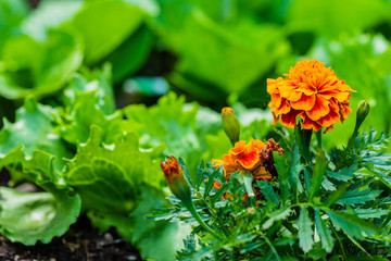The young lettuce and flowers in the vegetable garden.