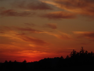 sunset over the forest