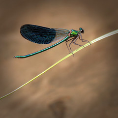dragonfly, insect, damselfly, nature, macro, blue, green, animal, wildlife, bug, wings, wing, grass, fly, closeup, summer, leaf, insects, fauna, wild, beautiful, close-up, odonata, eye, dragon