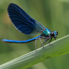 dragonfly, insect, damselfly, nature, macro, blue, green, animal, wildlife, bug, wings, wing,...