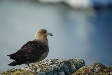 Skua Chick