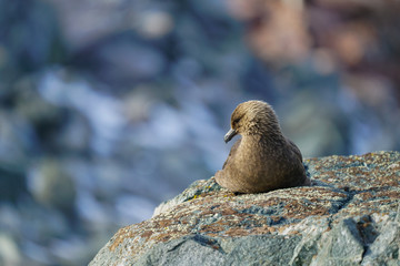 Skua Resting