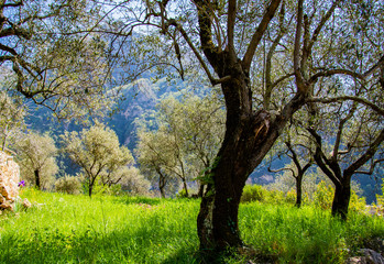 Breil sur Roya-Mercantour-Senteir Lavina