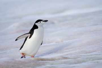Penguin Skipping