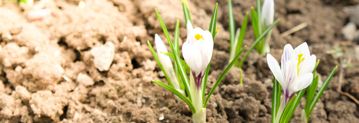 blooming white crocus flower in the bud