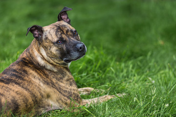 Staffy Lurcher cross in the long grass