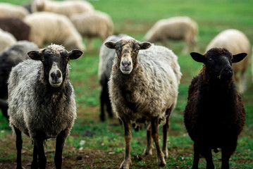 sheep graze on a green field