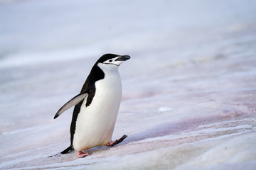 Penguin Taking a Step