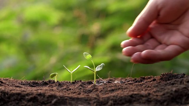Three saplings are growing on the soil and a natural green background