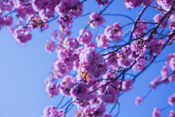 Kirschblüten Baum mit Blüte