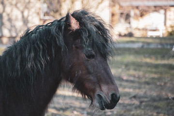 Dartmoor Pony 