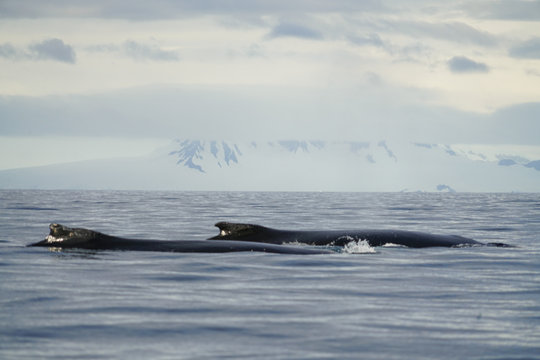 Two Whales Logging